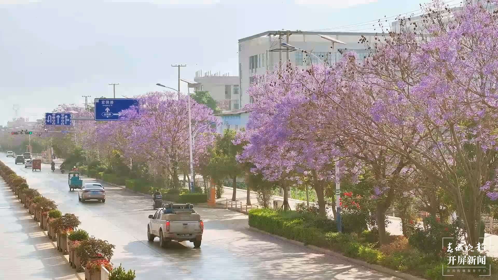 (采访传编辑)美好生活在云南 蓝花楹开,浪漫自来(有视频) (1).jpg