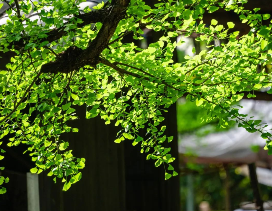 春日银杏树.png