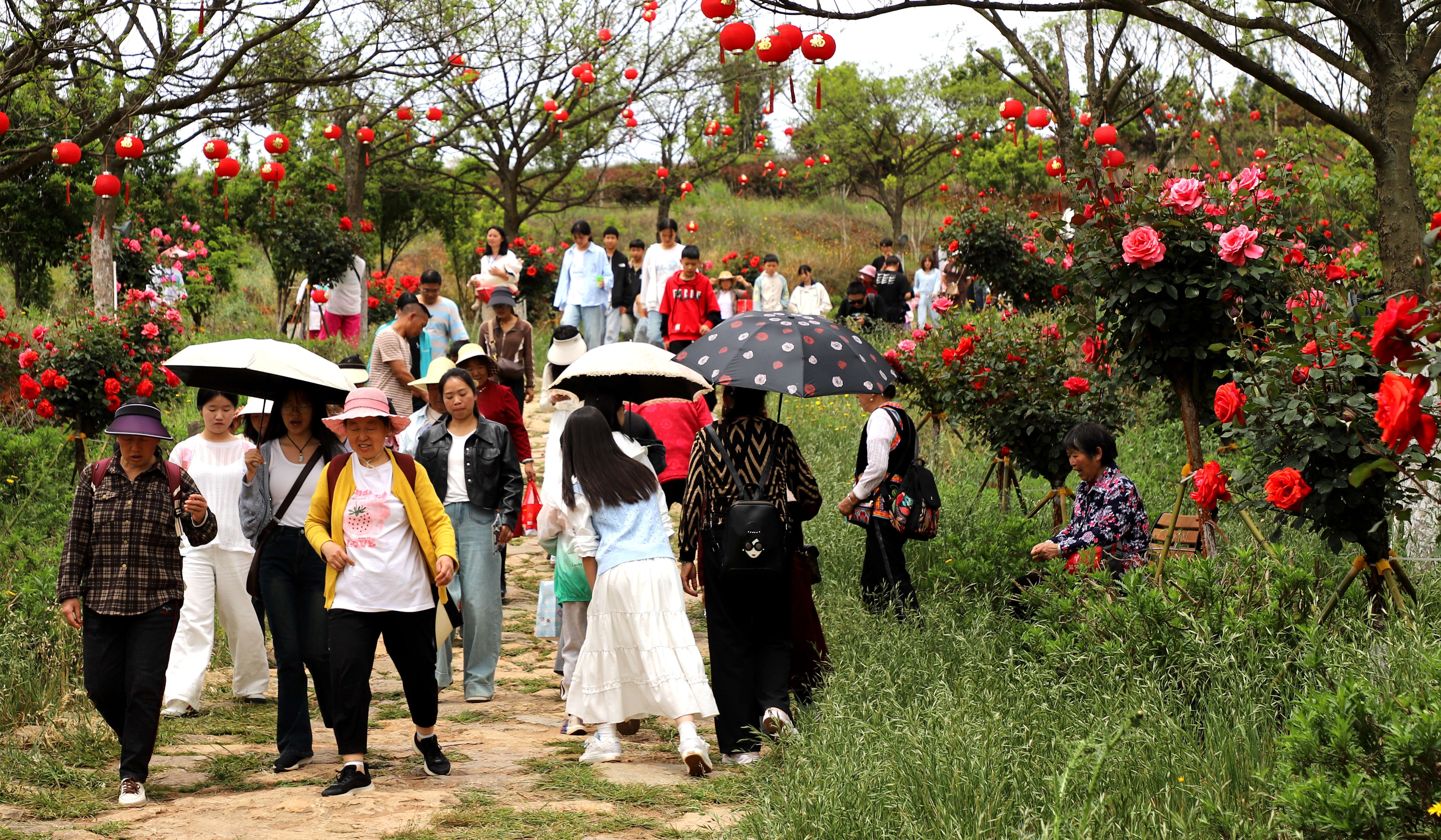 前来赏花观景的游客络绎不绝 2025年5月1日 赵芳摄.jpg