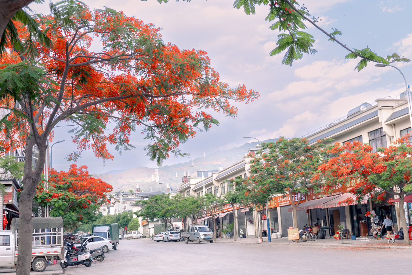 街边路旁盛开的凤凰花 段春丽摄 (10).jpg