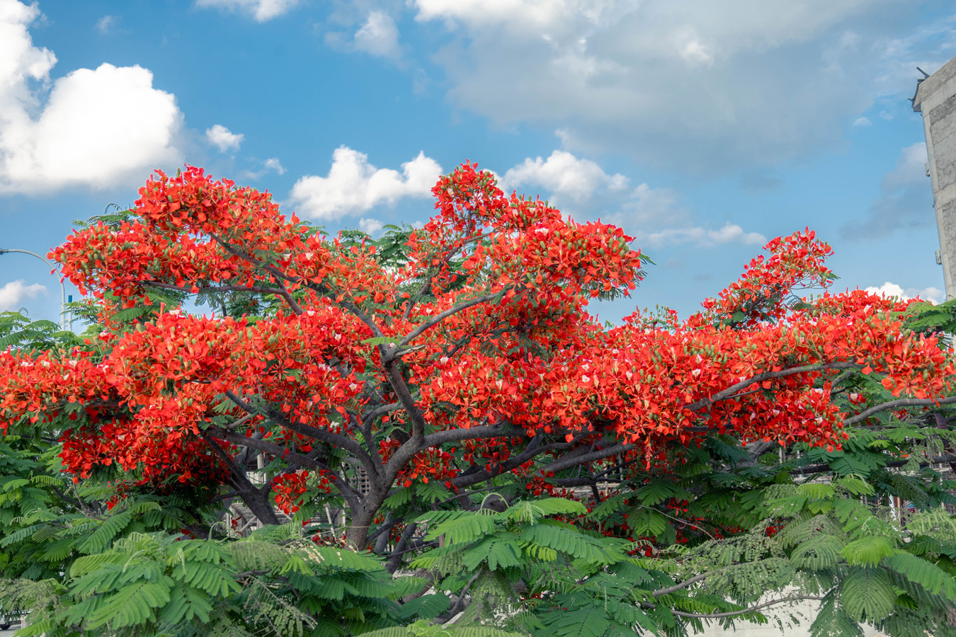 街边路旁盛开的凤凰花 段春丽摄 (9).jpg