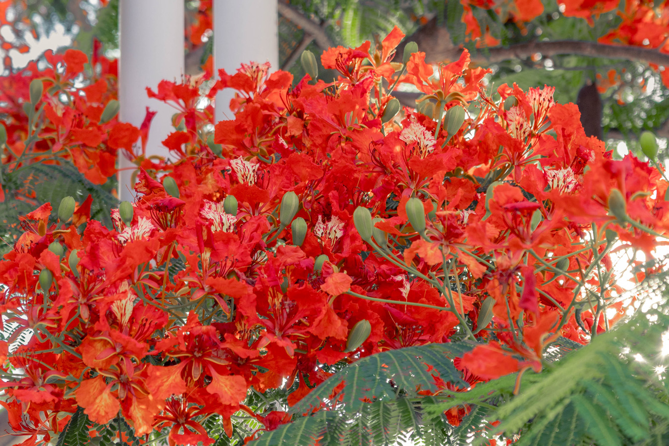 街边路旁盛开的凤凰花 段春丽摄 (1).jpg