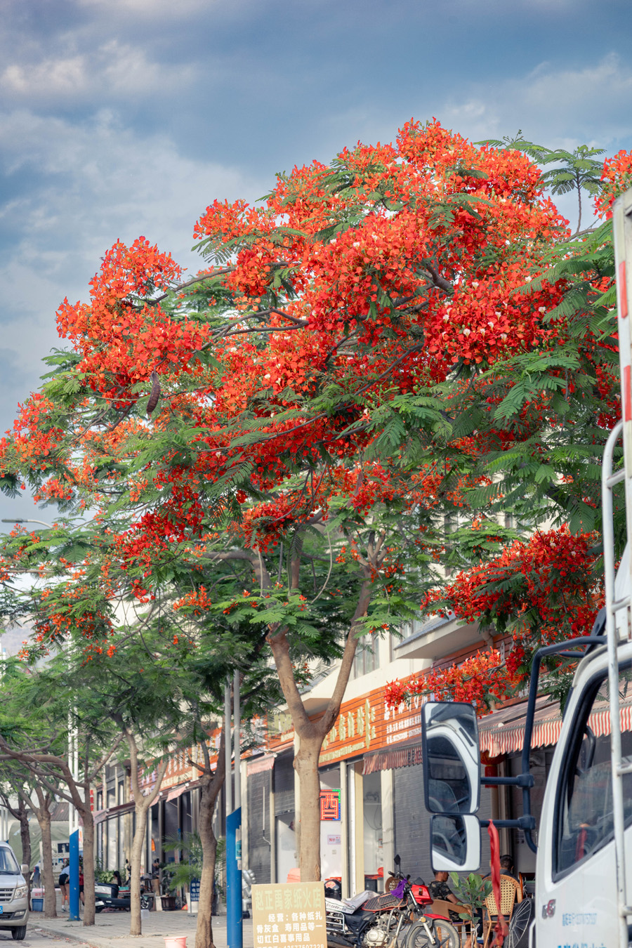 街边路旁盛开的凤凰花 段春丽摄 (3).jpg