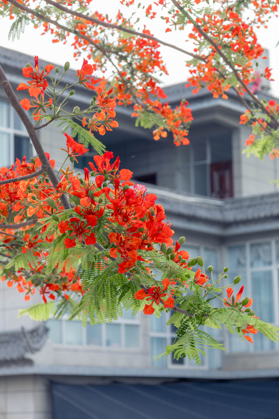 街边路旁盛开的凤凰花 段春丽摄 (8).jpg