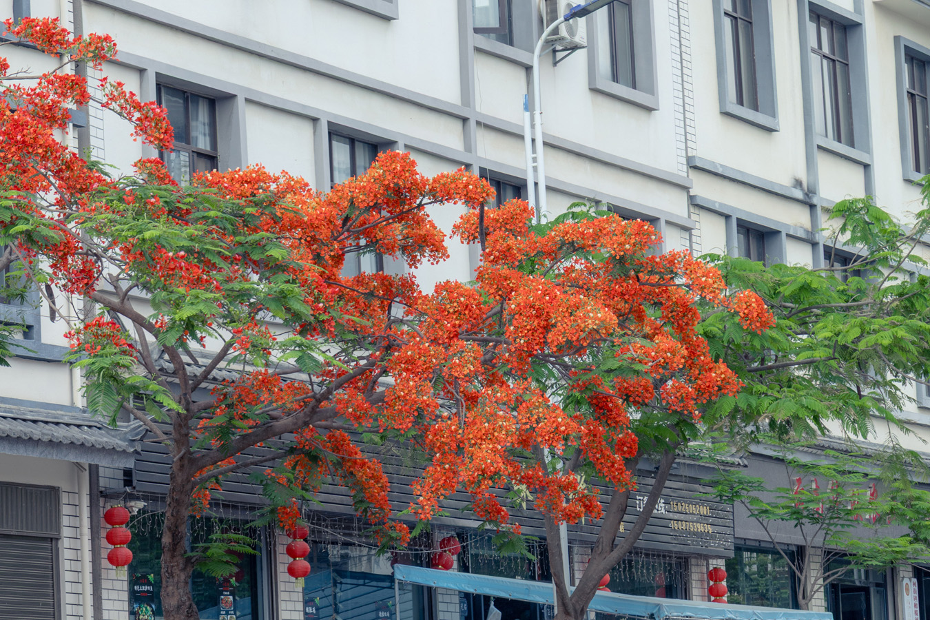 街边路旁盛开的凤凰花 段春丽摄 (4).jpg