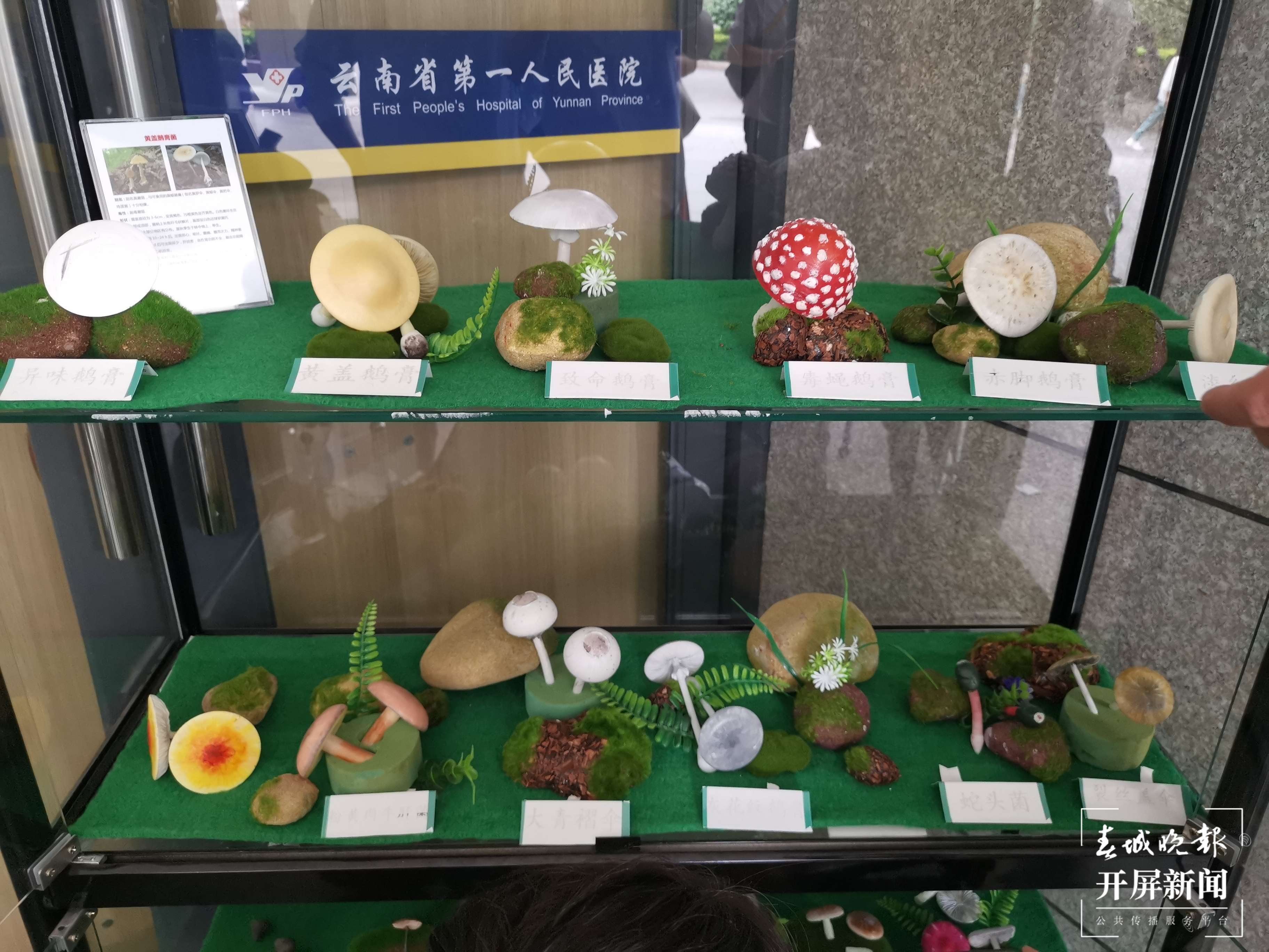 省一院毒蘑菇展示柜