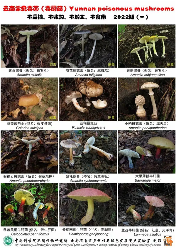 毒菌