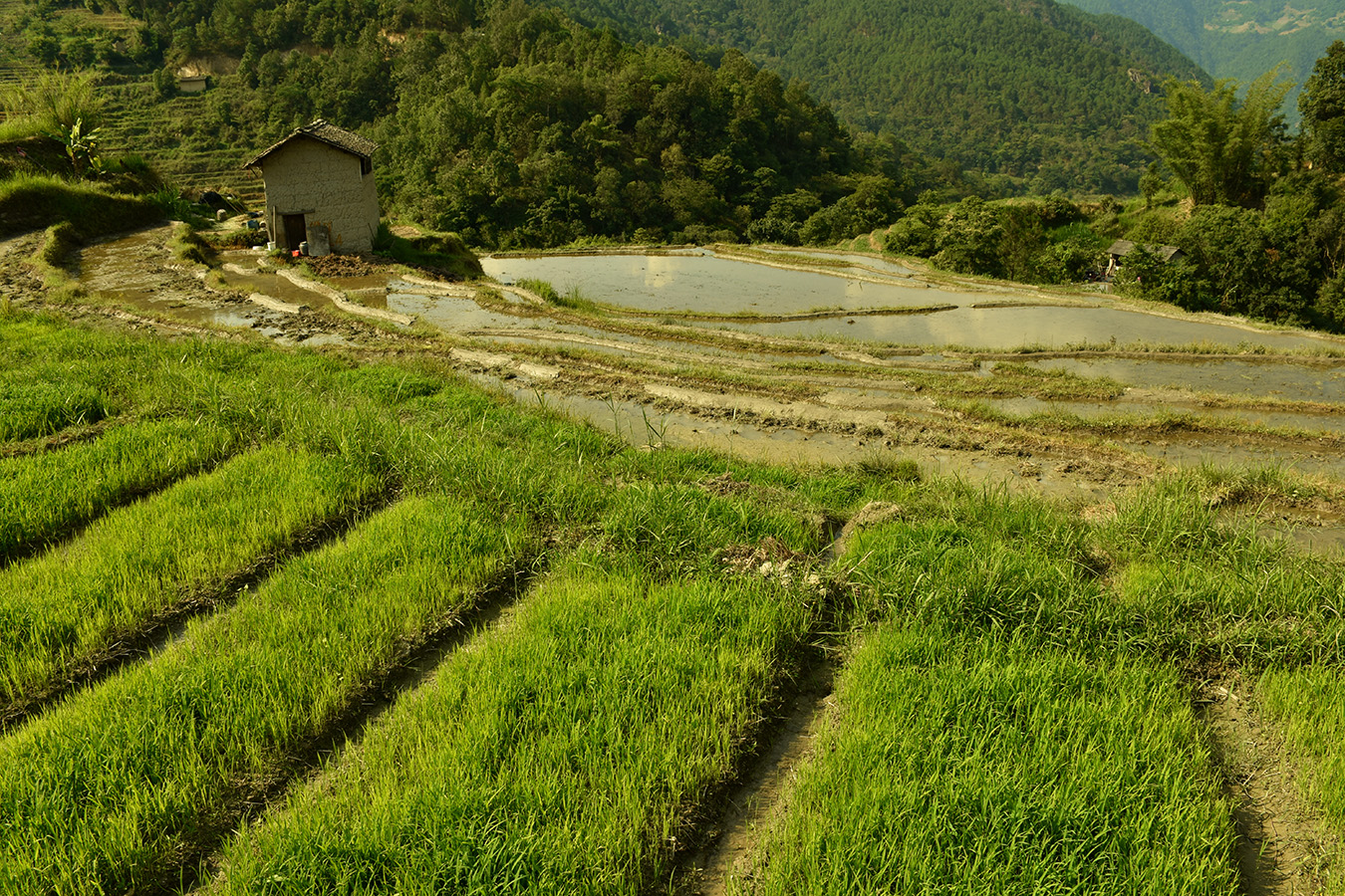 DSC_7963_副本 阿背寨 梯田.jpg