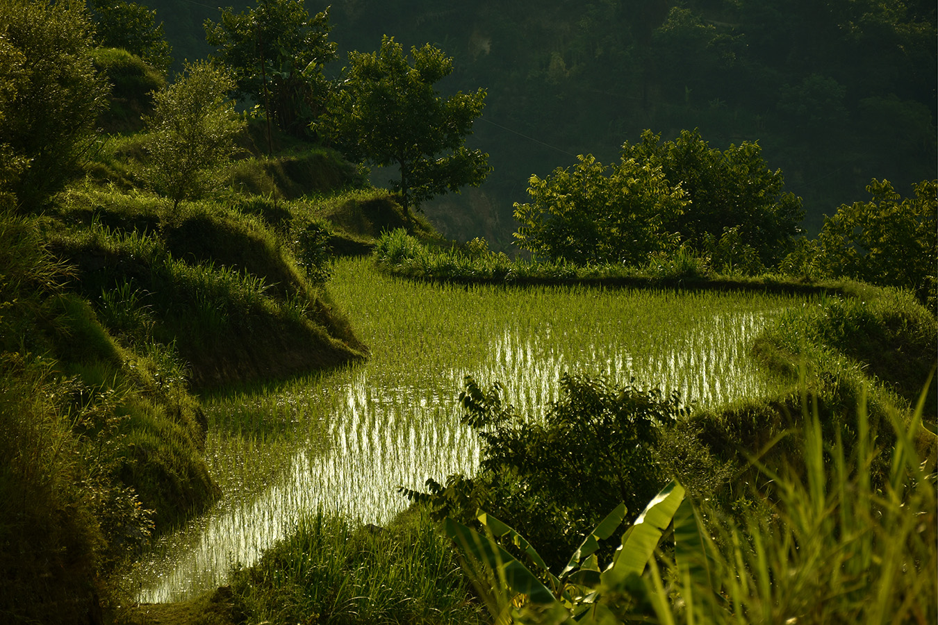 DSC_8026_副本 阿背寨 梯田.jpg