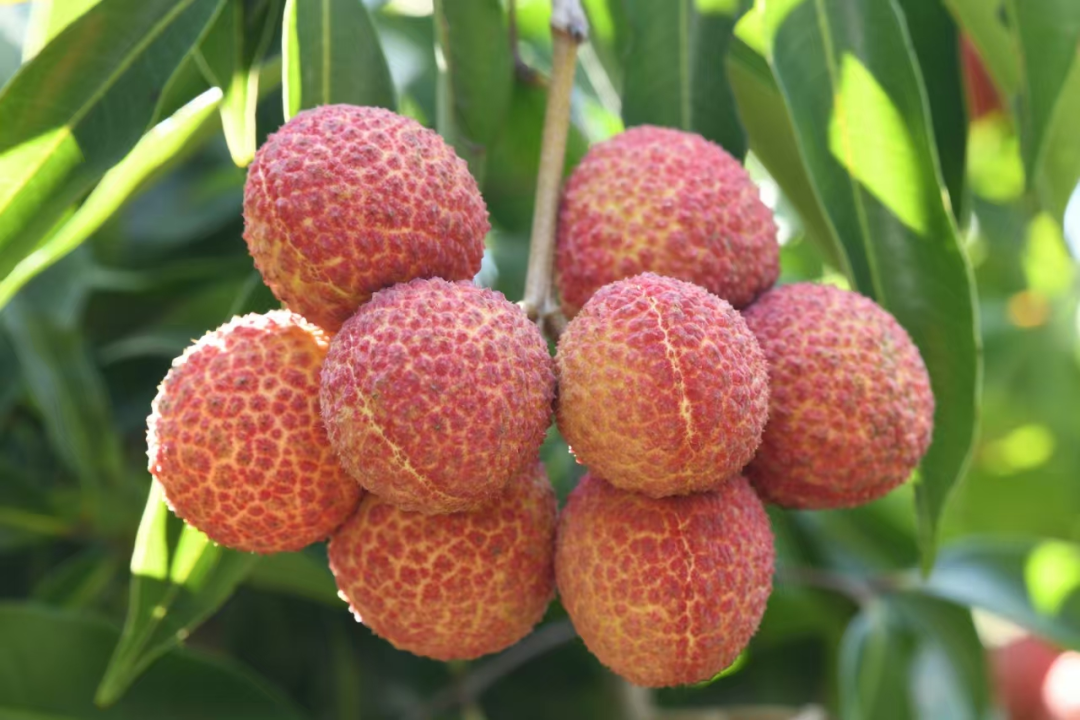 屏边“仙桃荔” (1).png