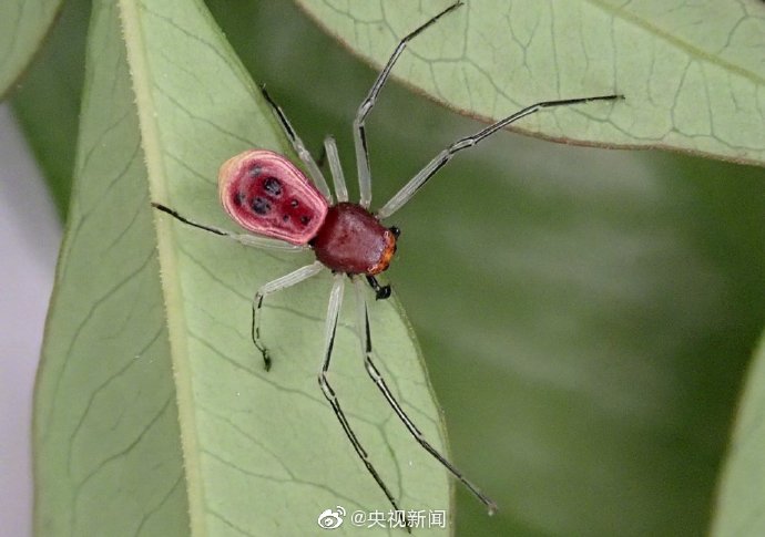 先导板蟹蛛1（图源 @央视新闻）.jpg