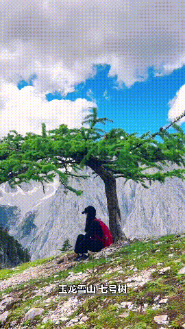 七号树.gif