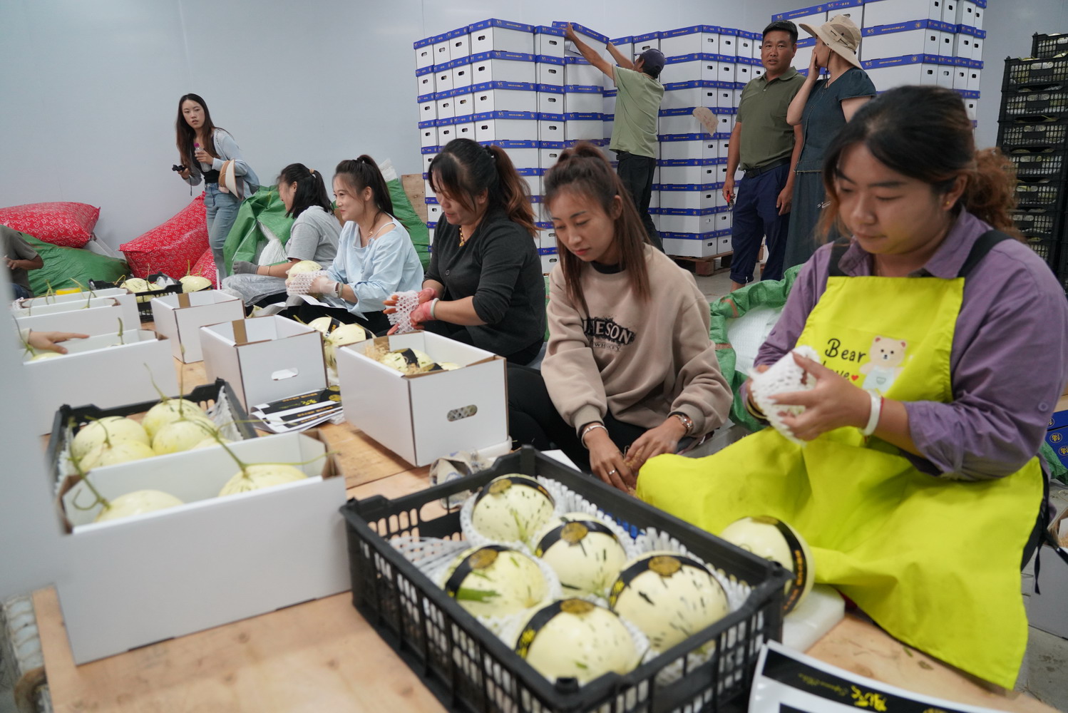 (采访传编辑)大理宾川：蜜瓜“爬”上葡萄架，甜蜜产业“添”新品（有视频） (1).JPG
