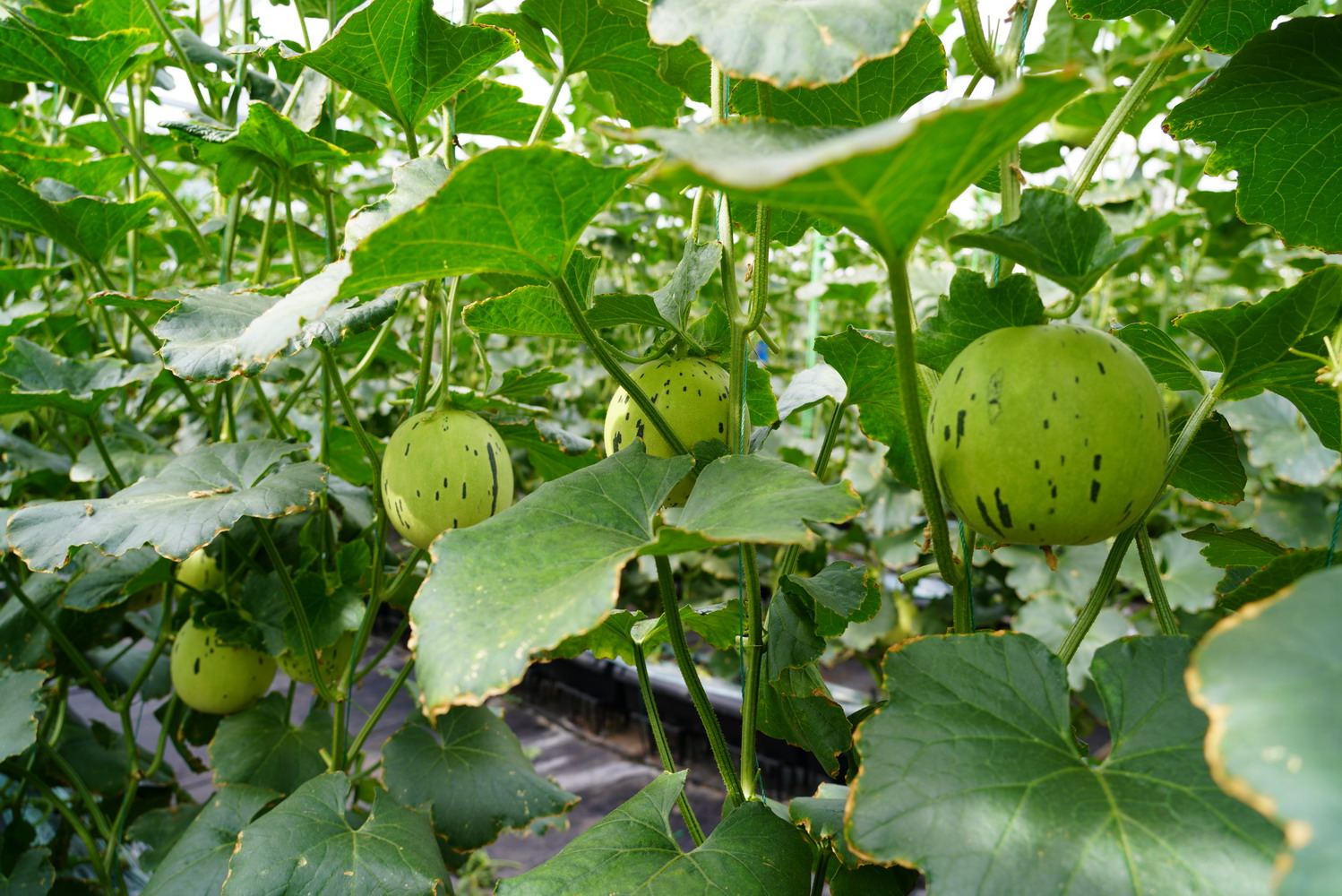 (采访传编辑)大理宾川：蜜瓜“爬”上葡萄架，甜蜜产业“添”新品（有视频） (9).JPG
