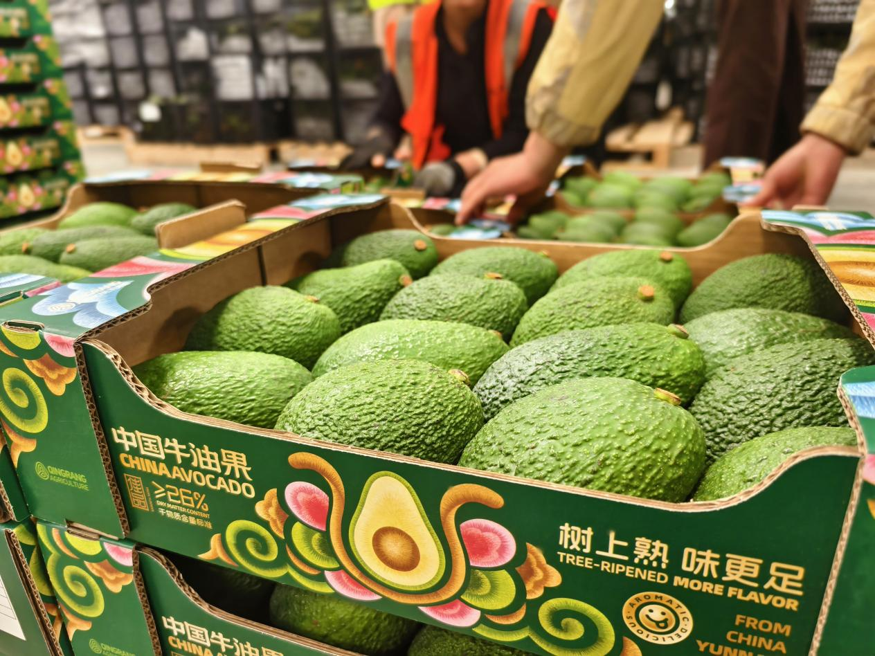 国产牛油果迎来丰收季,云南顺丰仓配一体护航鲜达全国3