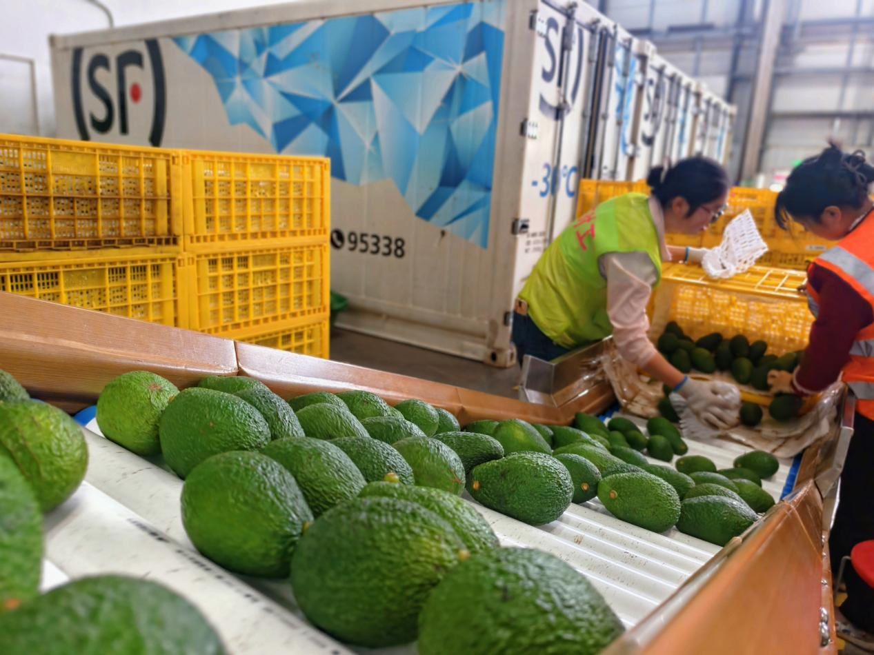 国产牛油果迎来丰收季,云南顺丰仓配一体护航鲜达全国2