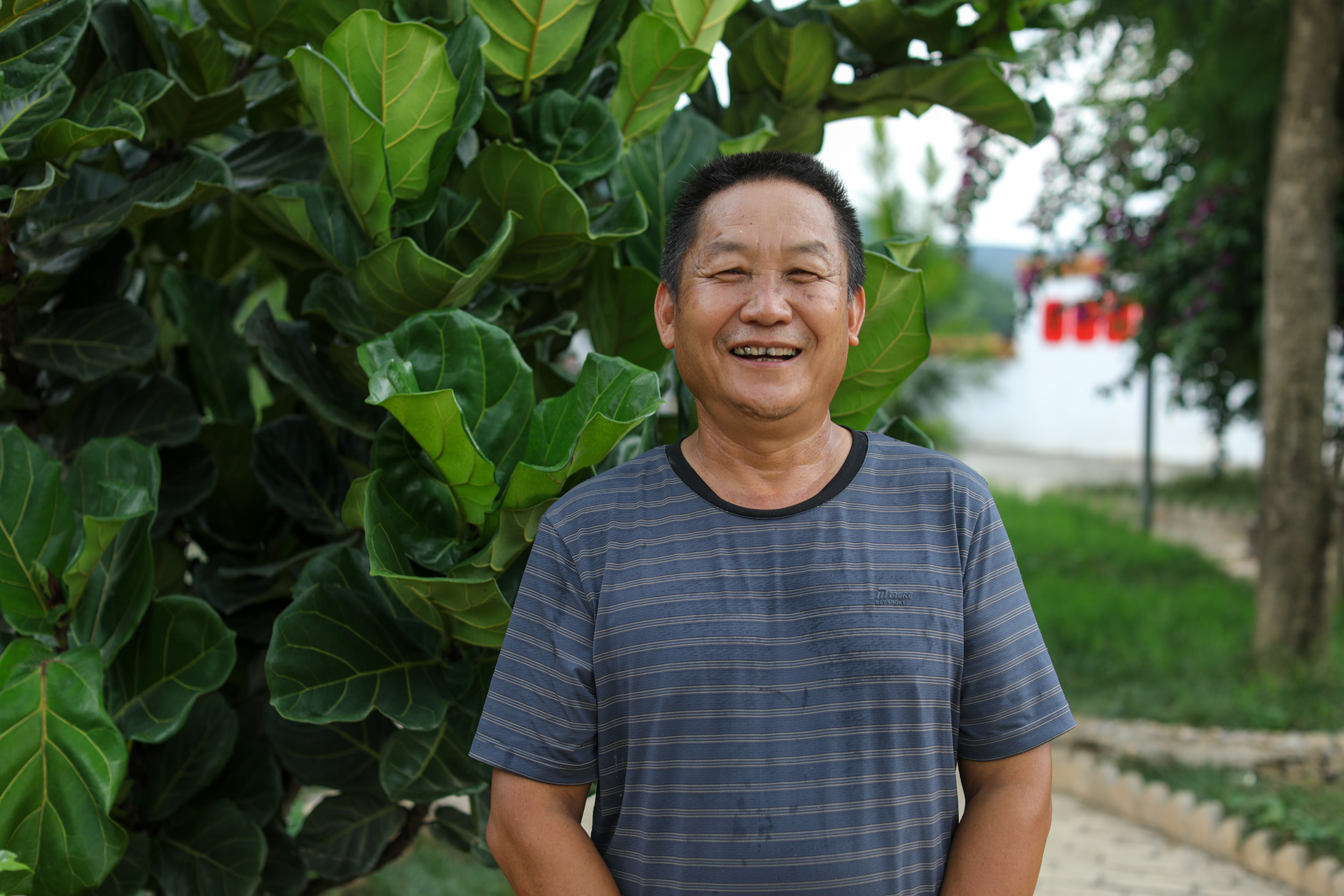 方志明很喜欢他一手“养大”的琴叶榕