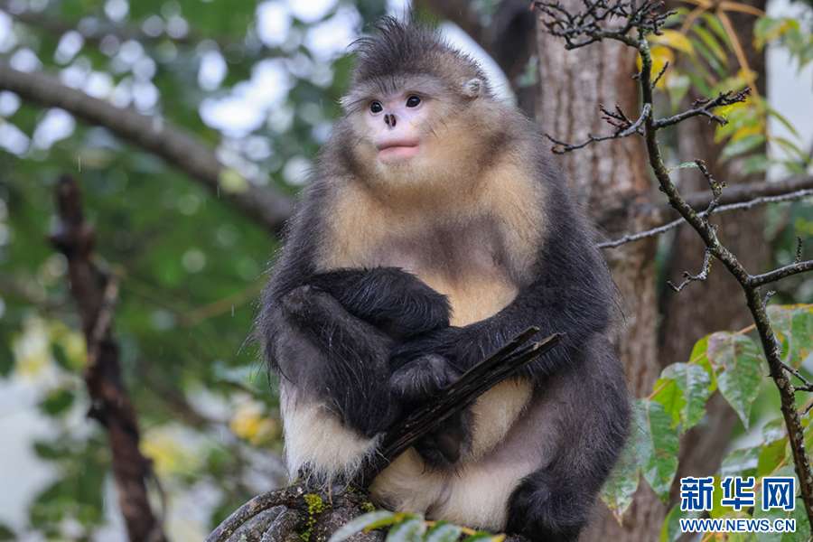 在滇金丝猴乐园邂逅“雪山精灵”