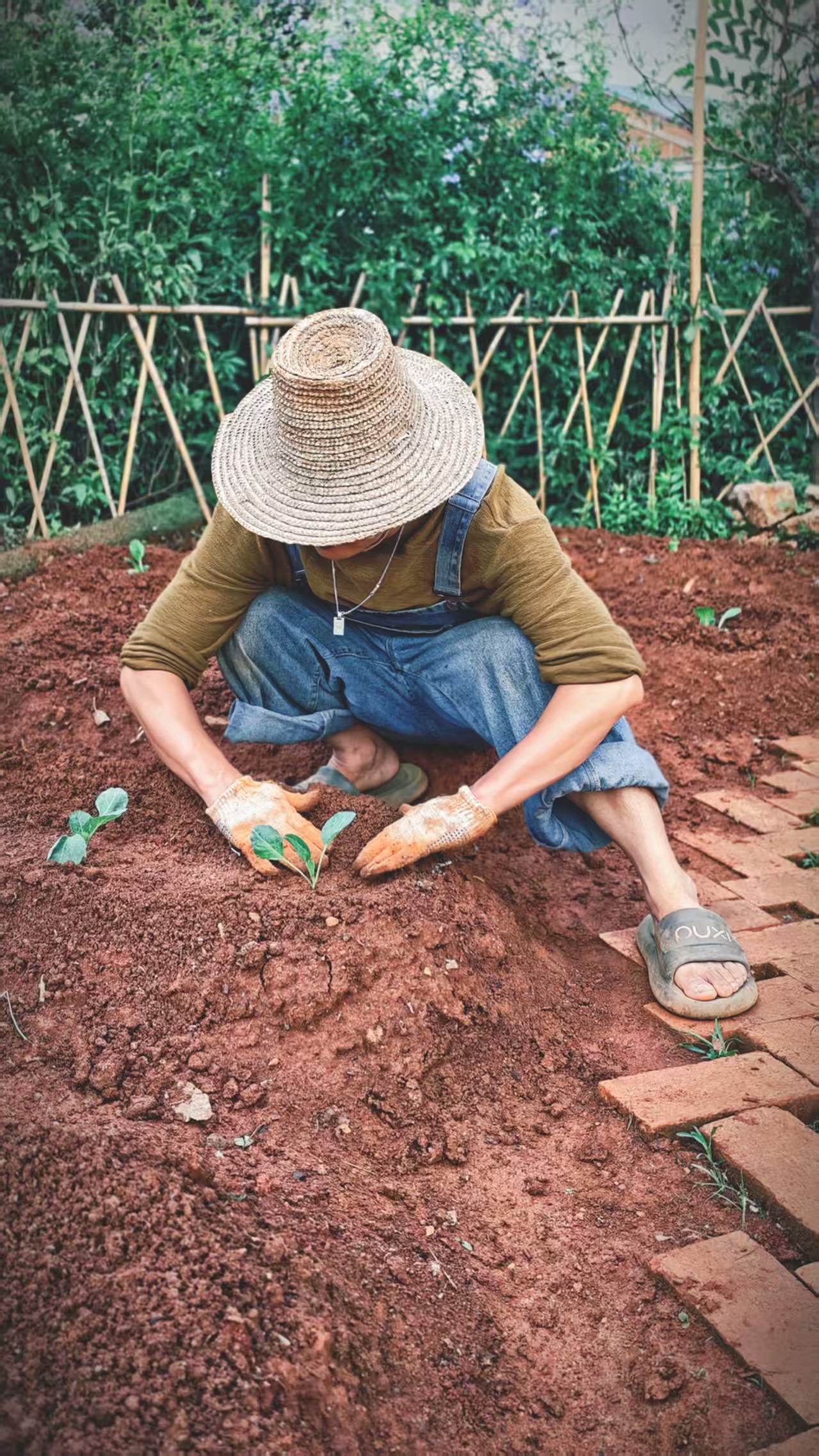 李洪阁种植中.jpg