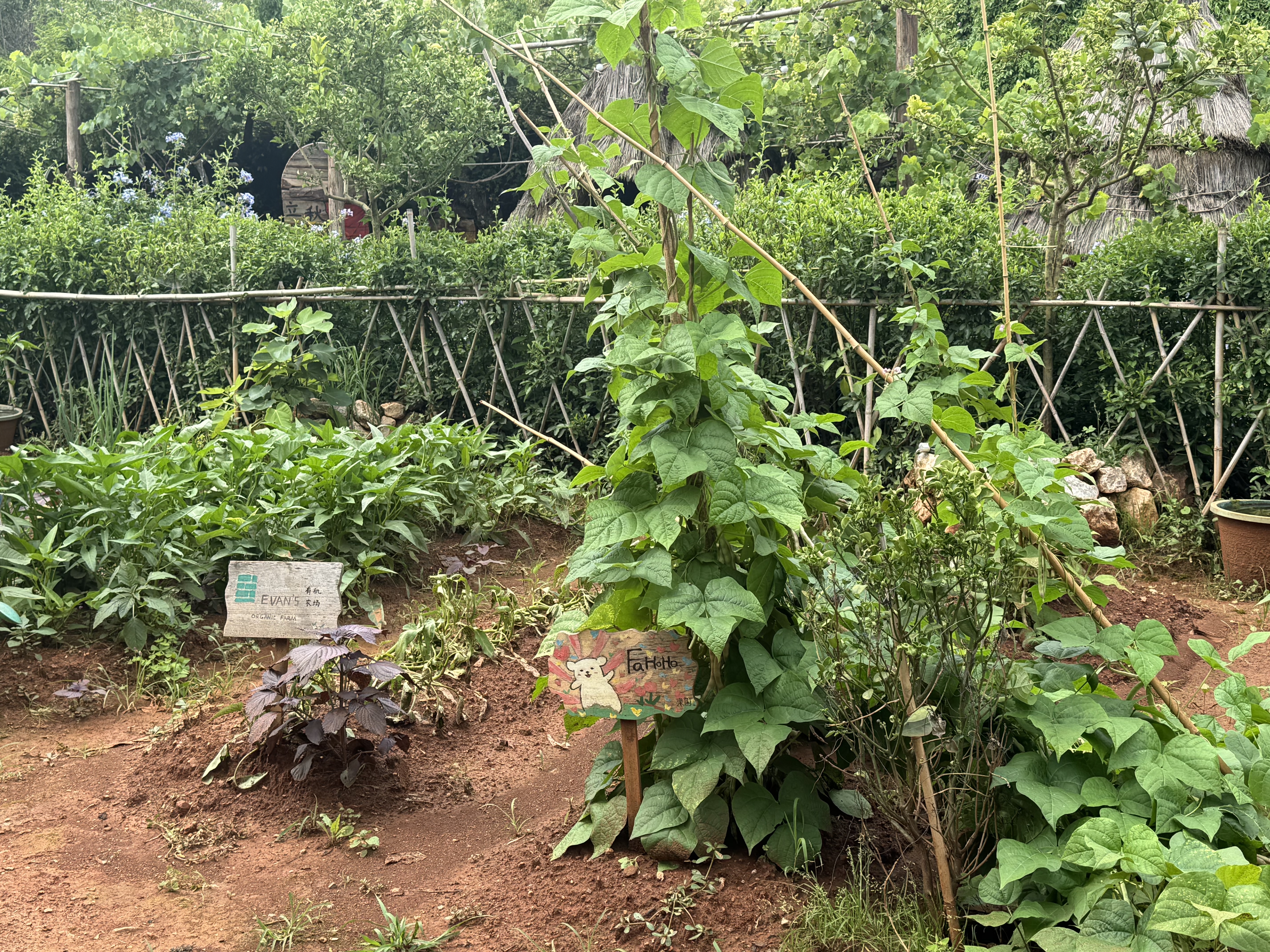 客人认领的种植地块.jpg