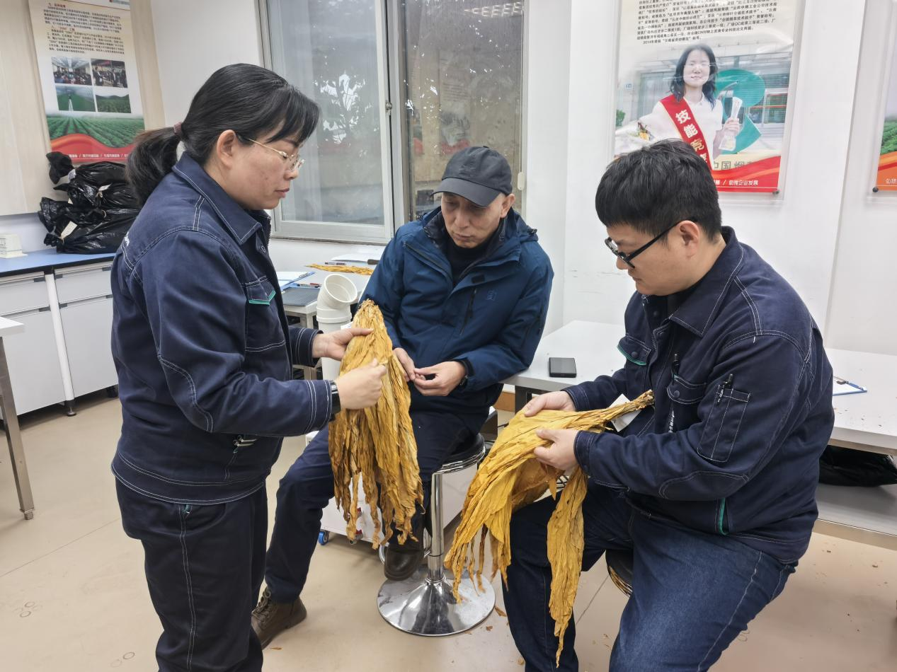 烟叶质检科工作人员进行烟叶研讨