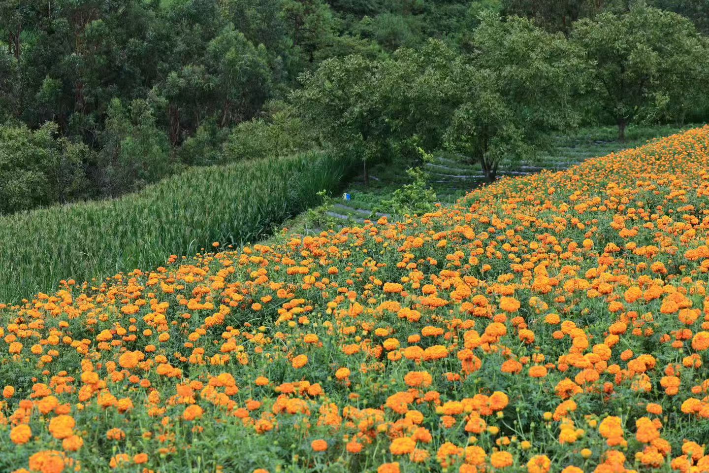 顾正林 摄2