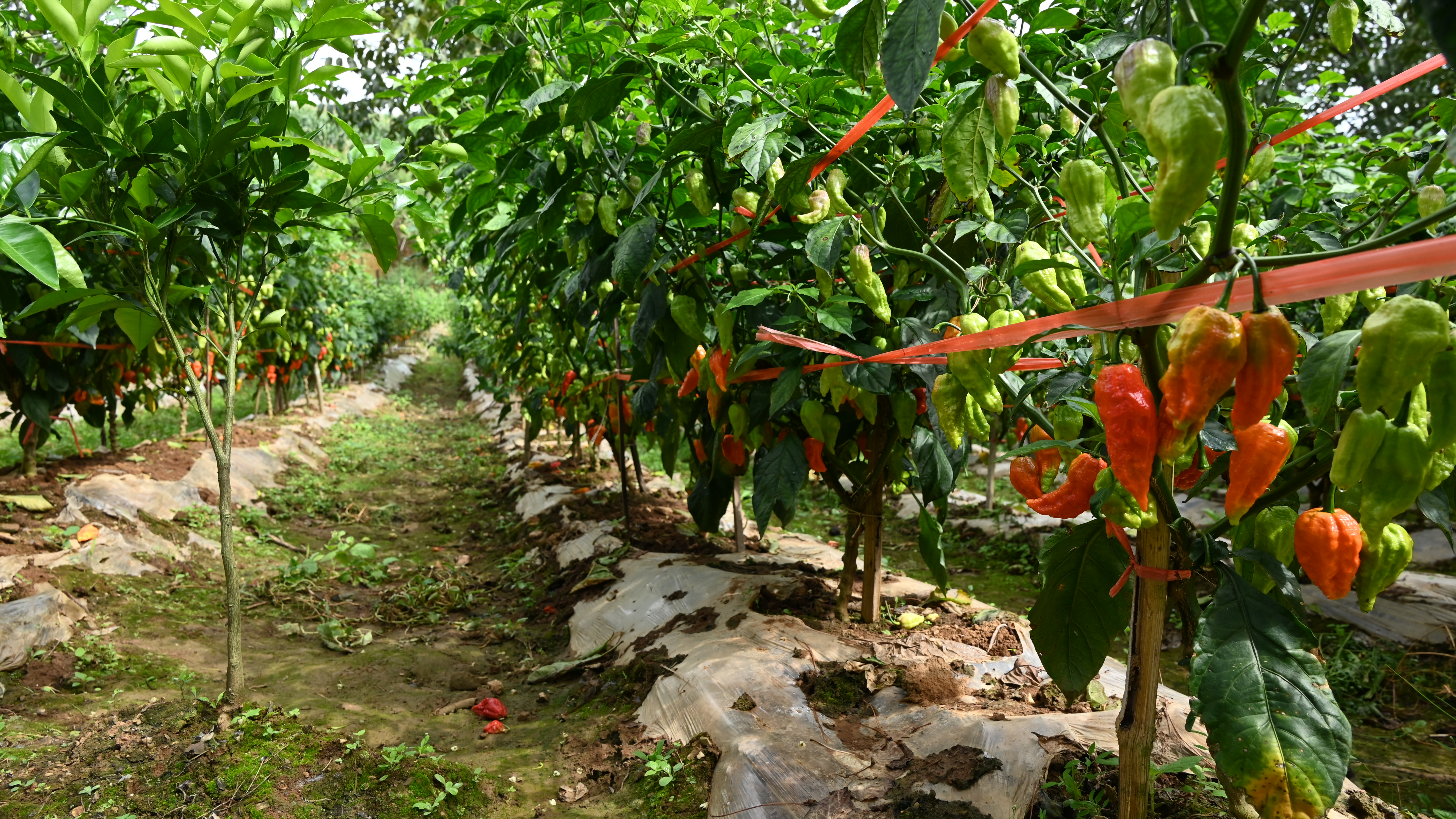 辣椒田间.JPG